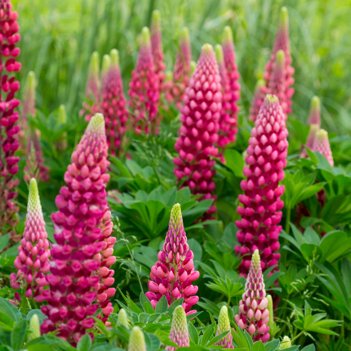 Lupine Gallery Red - Lupinus Gallery Red - Bakker