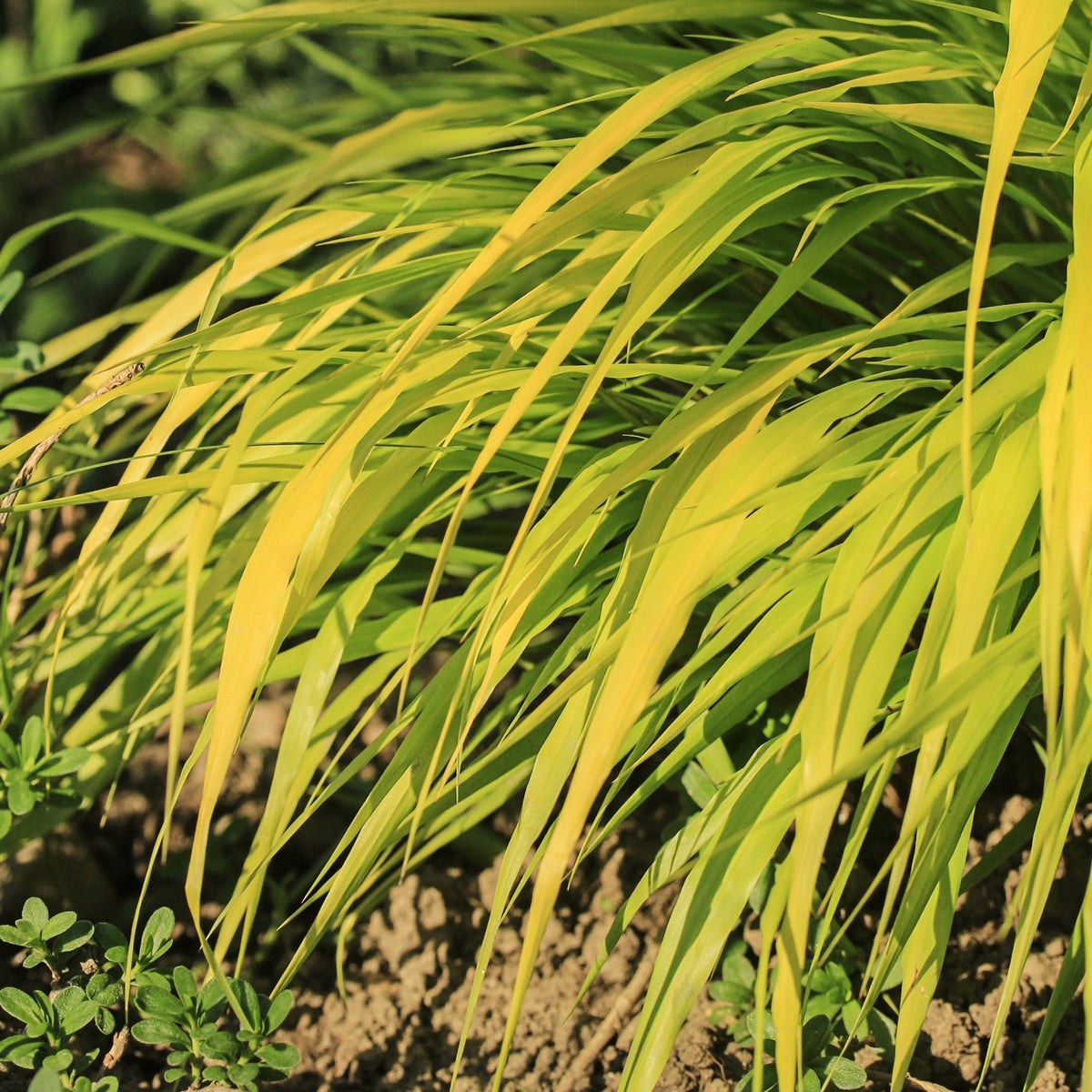 Japans berggras All gold - Bakker