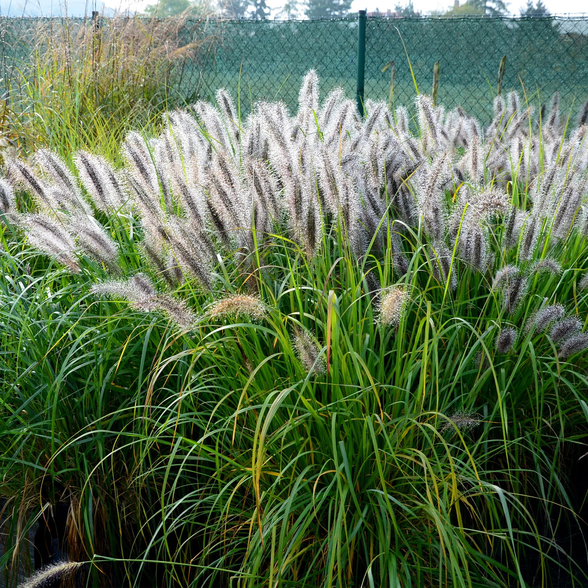 Verkoop 5 vaste planten voor landelijke border - Stipa gigantea, Pennisetum alopecuroides,Rudbeckia fulgida,Achillea millefolium,Persicaria amplexicaulis