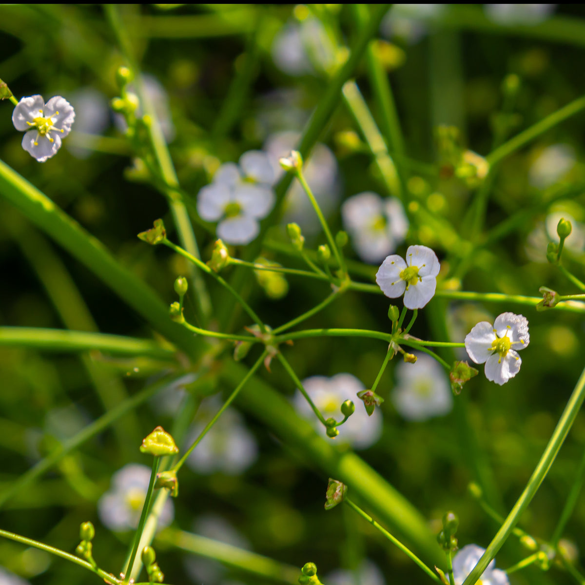 Grote waterweegbree - Alisma plantago-aquatica - Bakker
