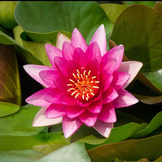 Waterlelie 'Escarboucle' - Nymphaea escarboucle