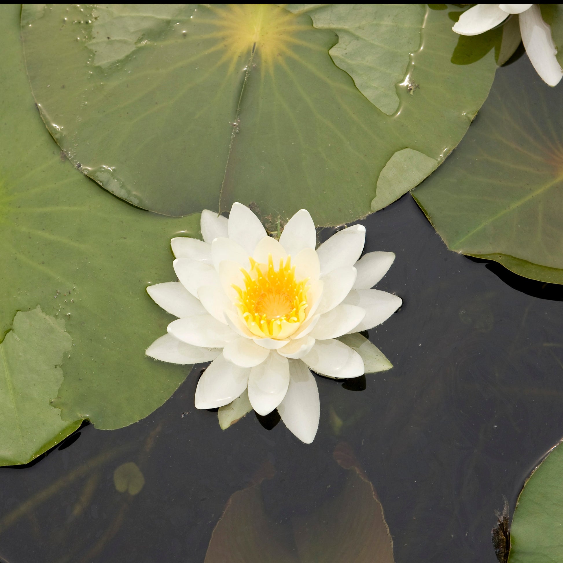 Waterlelie Tetragona - Bakker