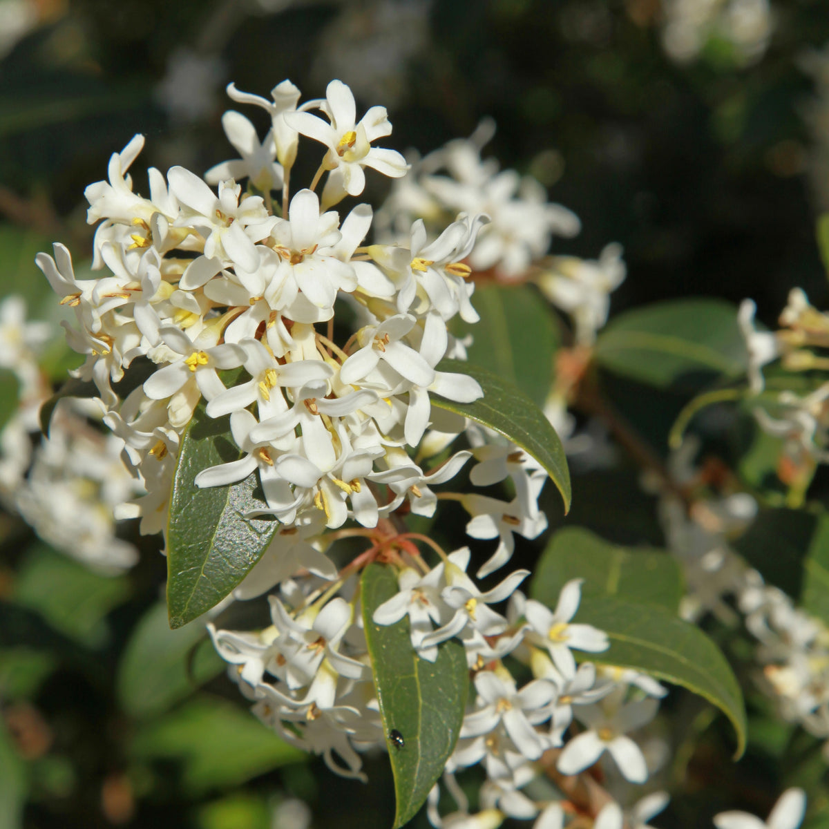 Schijnhulst Brukwoord - Osmanthus burkwoodii - Bakker