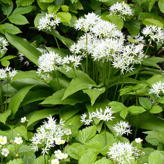 Daslook - Allium ursinum - Uien en knoflook