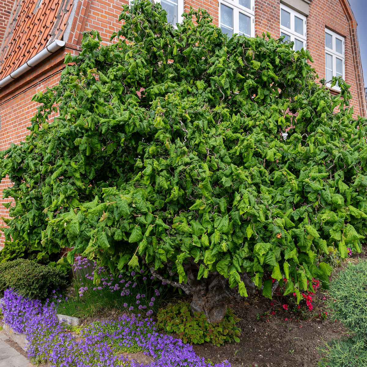 Kronkelhazelaar 'Contorta' - Corylus avellana 'contorta' - Bakker