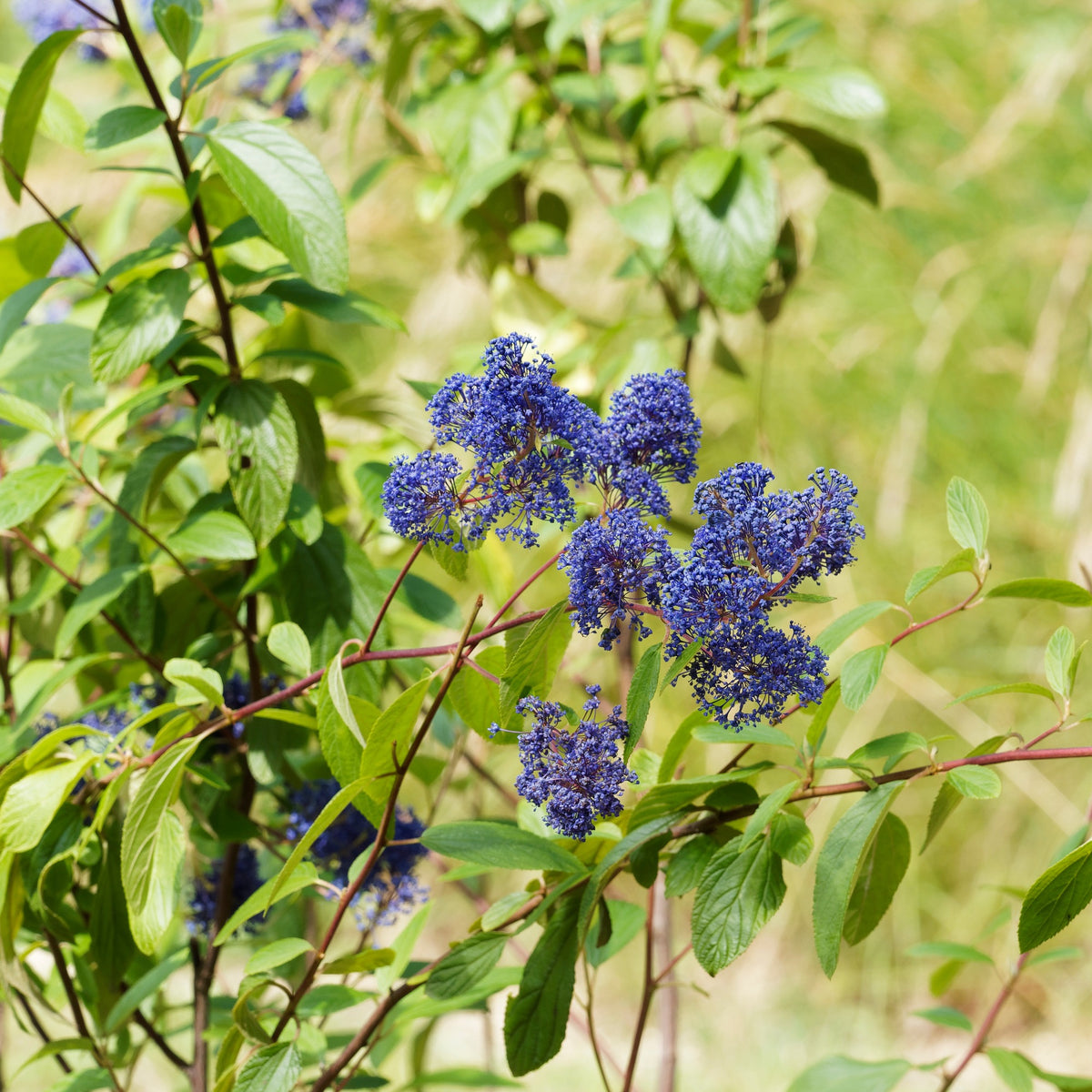 Amerikaanse Syring Gloire de Versailles - Ceanothus delilianus gloire de versailles - Bakker