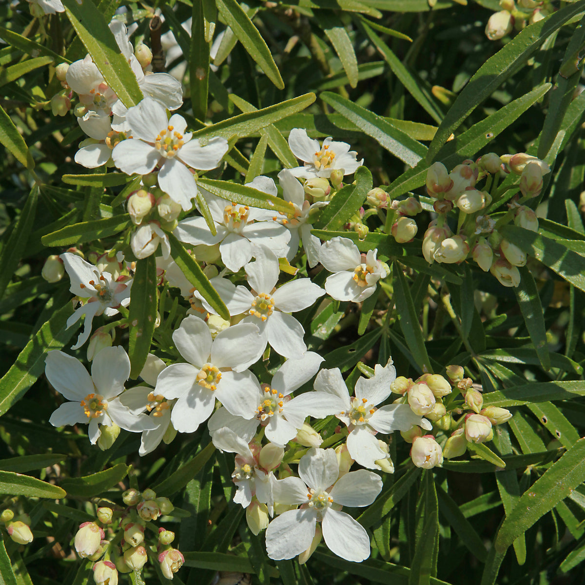 Mexicaanse oranjebloesem 'White Dazzler'® - Choisya ternata White Dazzler ® - Bakker