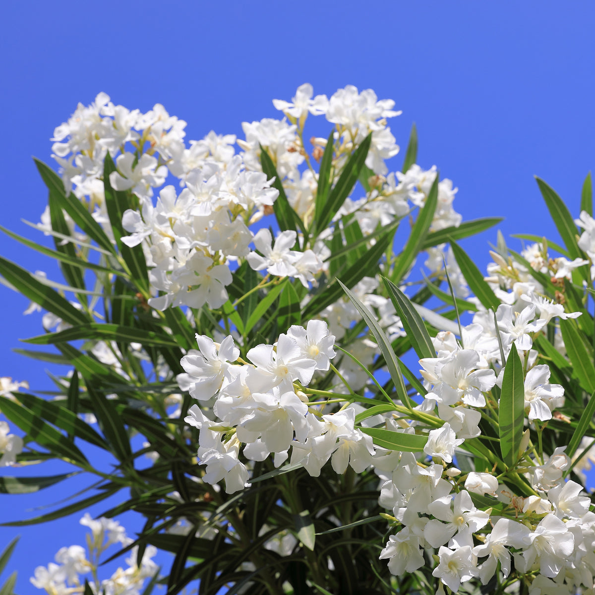 Witte Oleander - Nerium oleander white - Bakker