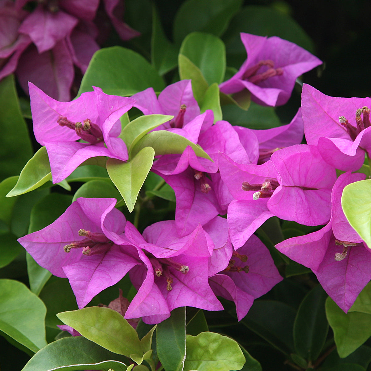 Bougainvillea purple - Bougainville - paars - Bougainville