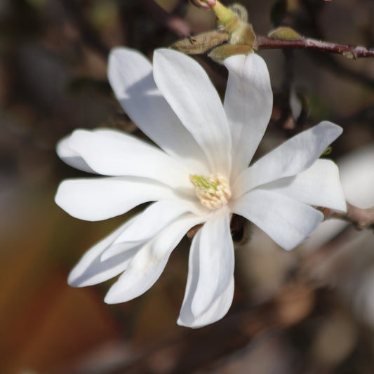 "Stermagnolia ""Royal Star""" - Bakker