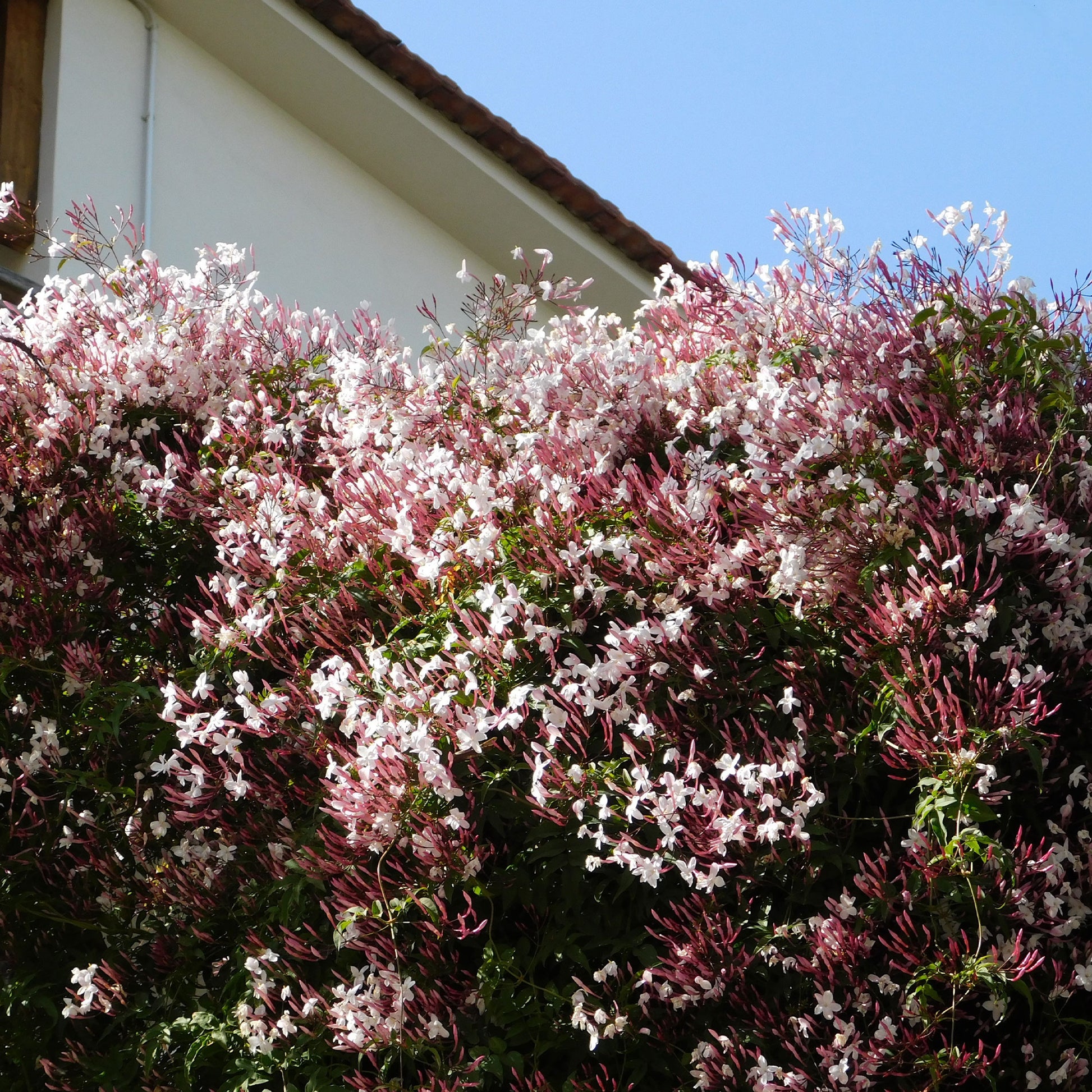 Jasmijn - Jasminum polyanthum - Bakker