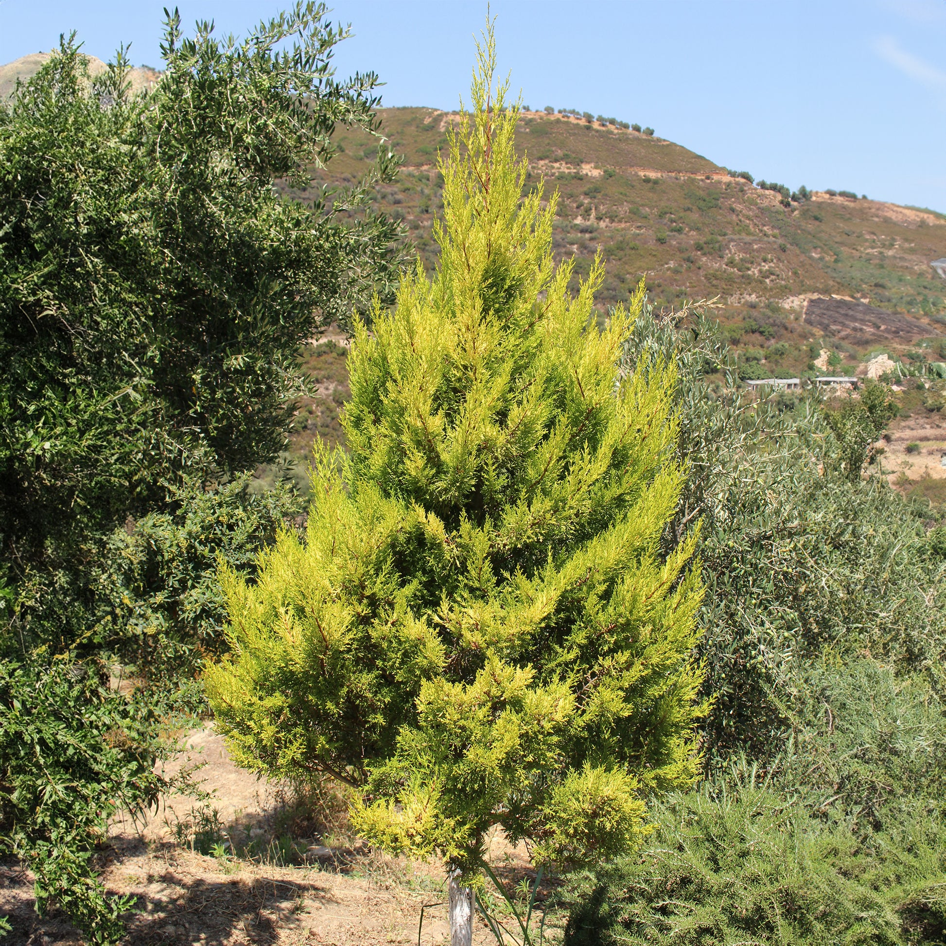 Cupressus macrocarpa Goldcrest Wilma - Kamerconifeer 'Goldcrest Wilma' - Groene kamerplanten voor interieur