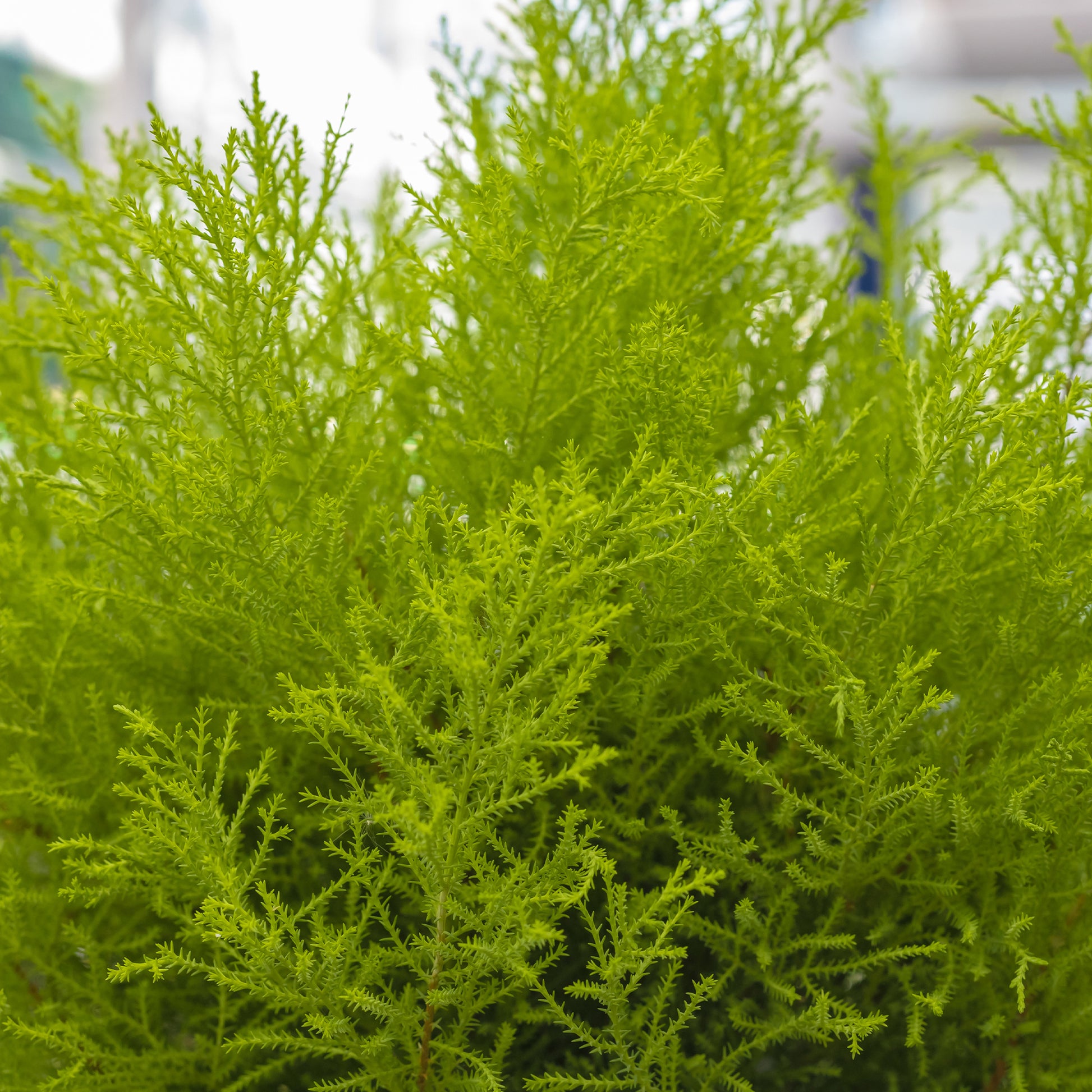 Kamerconifeer 'Goldcrest Wilma' - Cupressus macrocarpa Goldcrest Wilma - Bakker