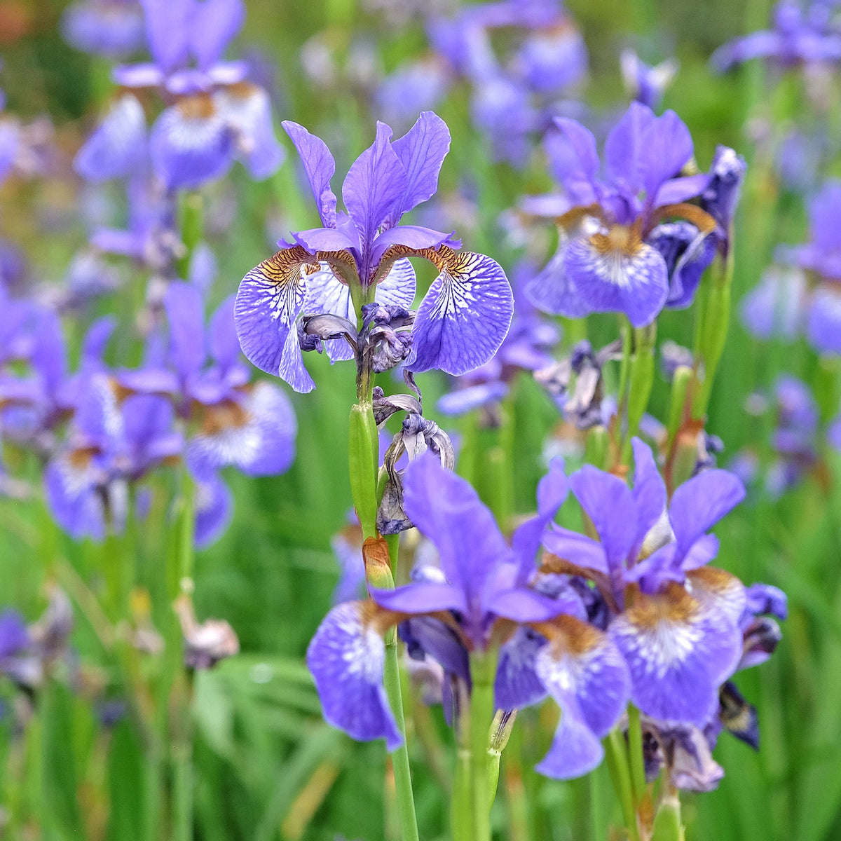 Iris versicolor - Versicolor Iris - Alle vijverplanten