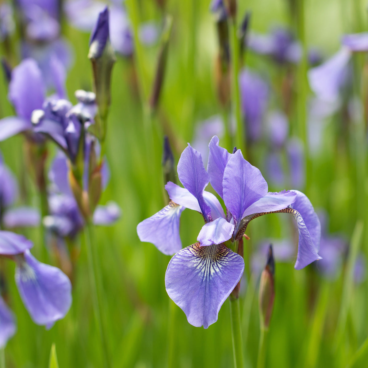 Versicolor Iris - Iris versicolor - Bakker