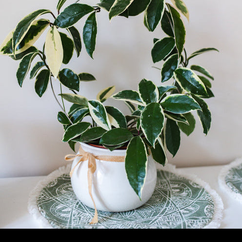Hangplanten voor binnen - Wasplant - Hoya carnosa Krimson Queen