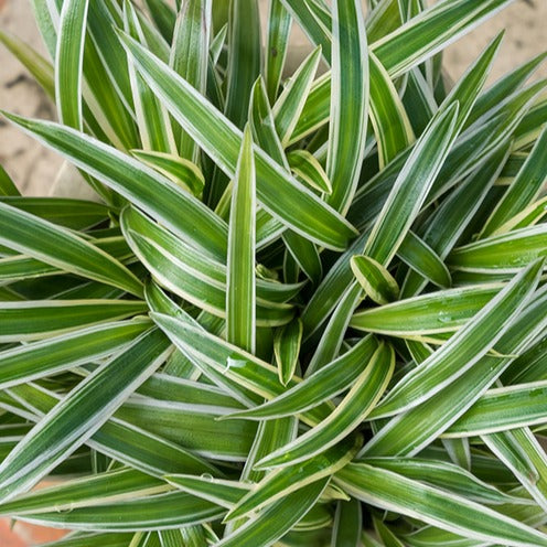 Zebraplant Ocean - Chlorophytum comosum Ocean - Bakker