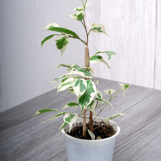 Treursmurfvijg Twilight - Ficus benjamina Twilight - Kamerplanten