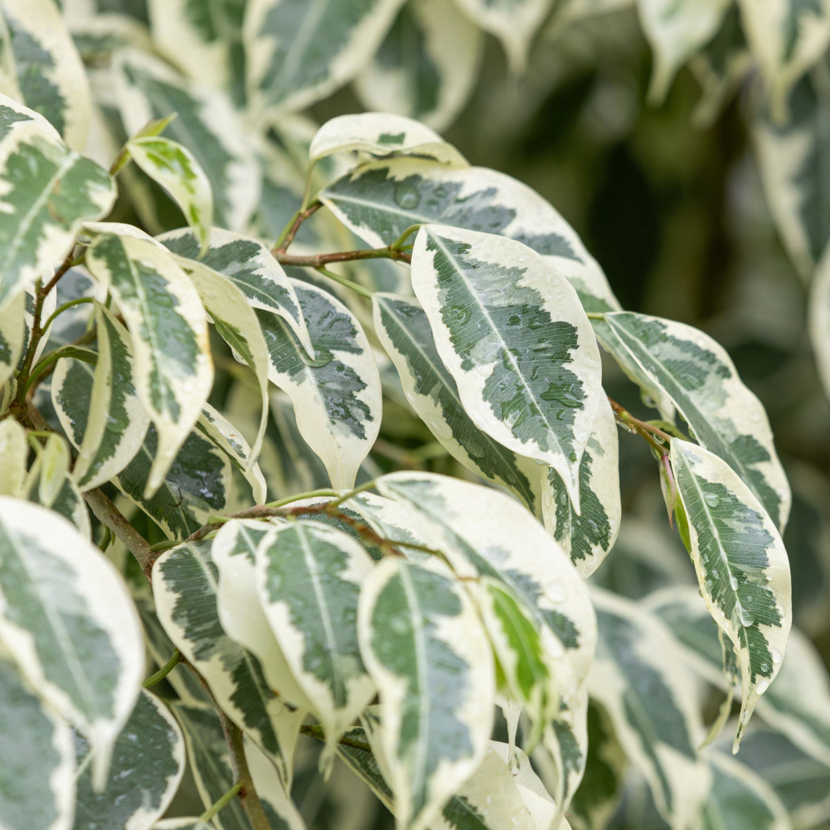 Treurvijg Twilight - Ficus benjamina Twilight - Bakker