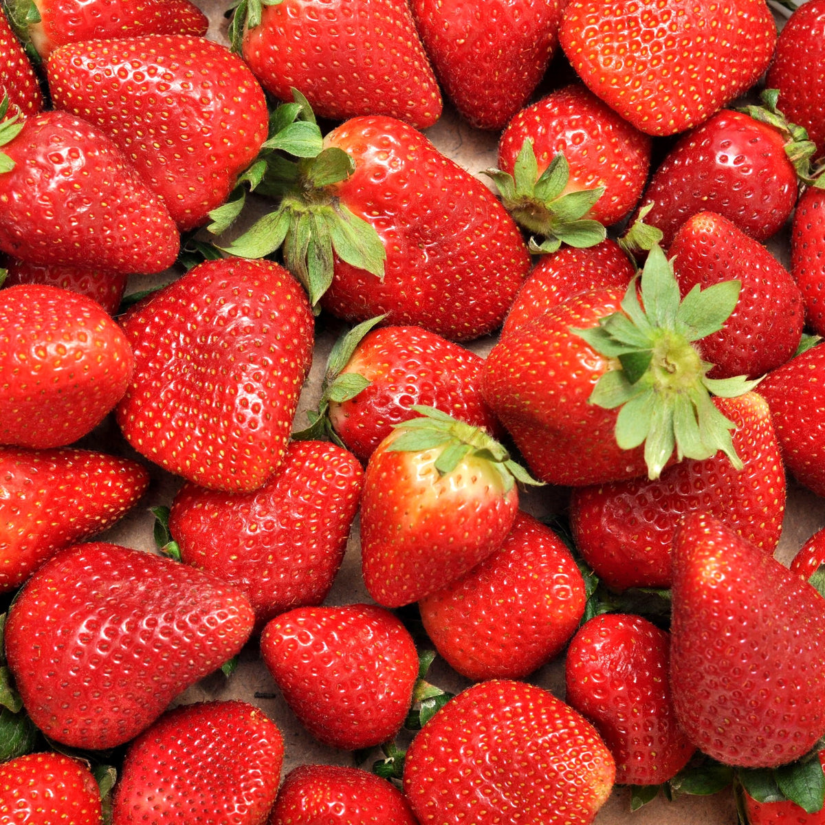 Aardbei 'Charlotte' - Fragaria x ananassa Charlotte - Bakker