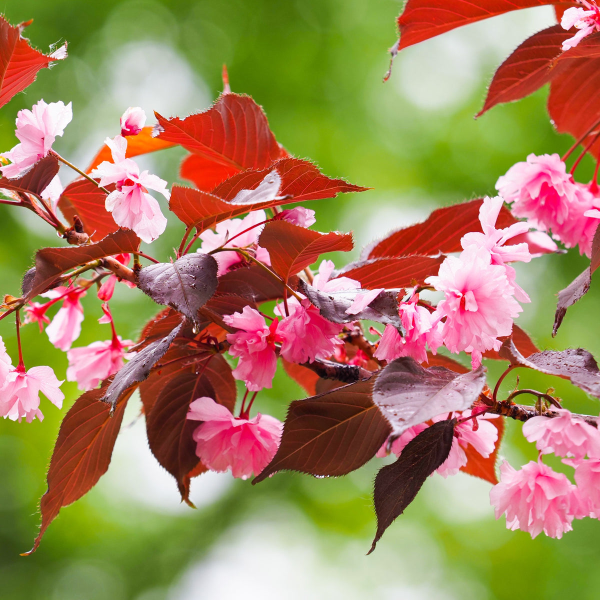 Japanse sierkers Royal Burgundy - Bakker