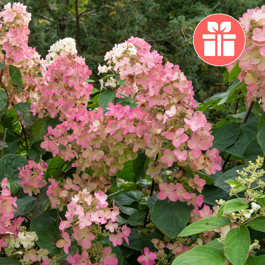 Een Hortensia Pink Diamond als cadeau - Bakker