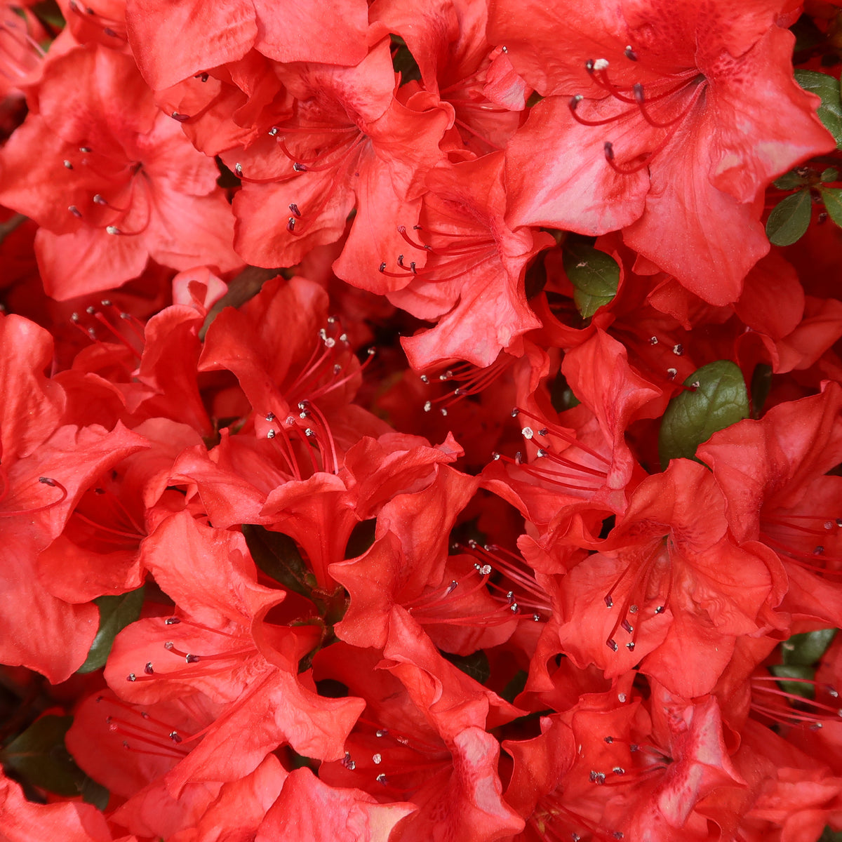 Azalea japonica Orange Surprise - Japanse azalea Orange Surprise - Azalea's