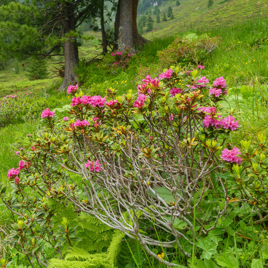 Japanse azalea Lilac Surprise - Bakker