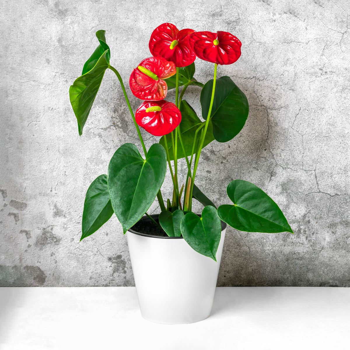 Rode flamingoplant - Anthurium Royal Champion - Bakker