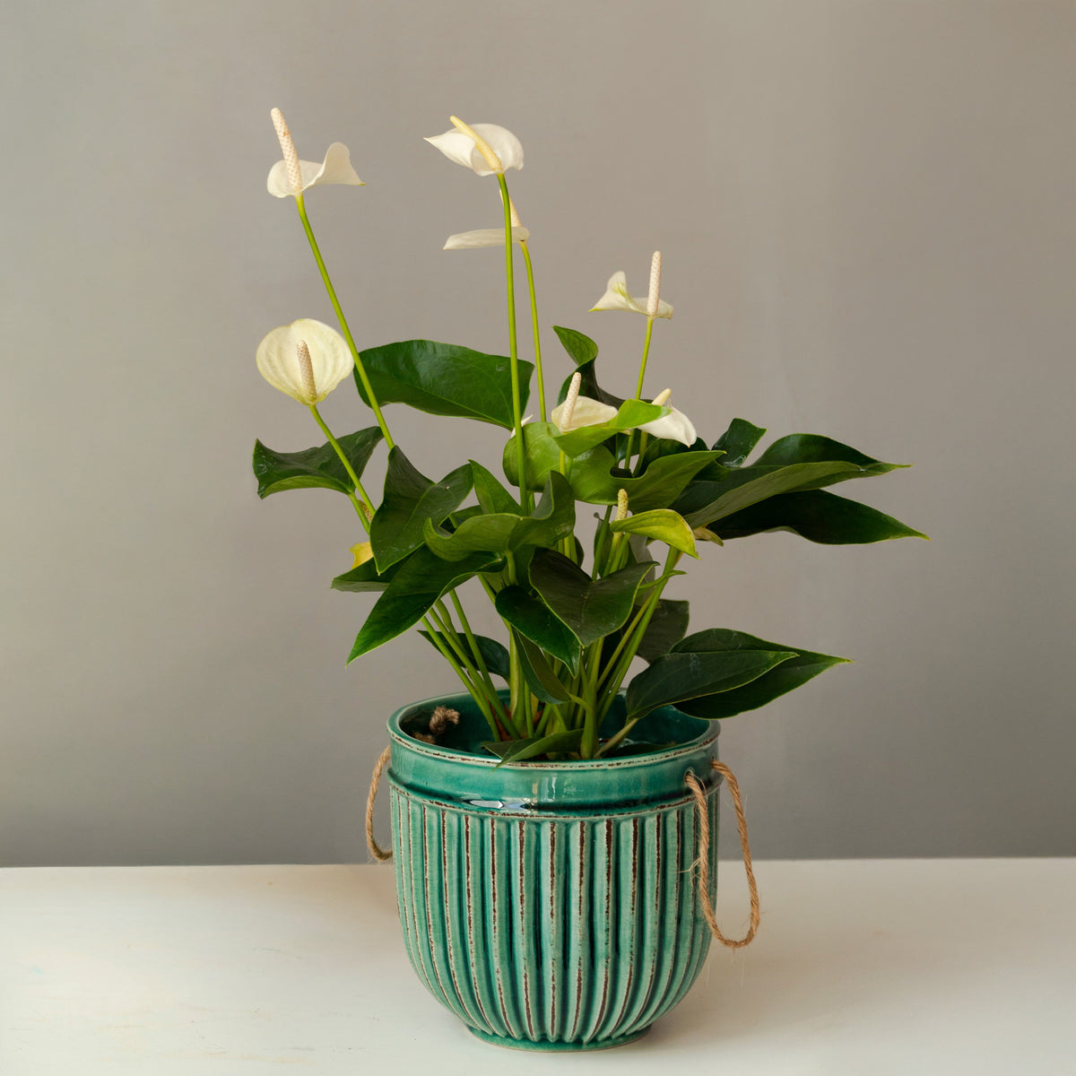 Anthurium White Champion - Witte flamingoplant - Kamerplanten met bloemen