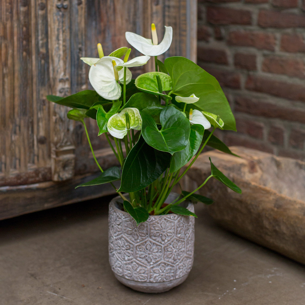 Witte flamingoplant - Bakker