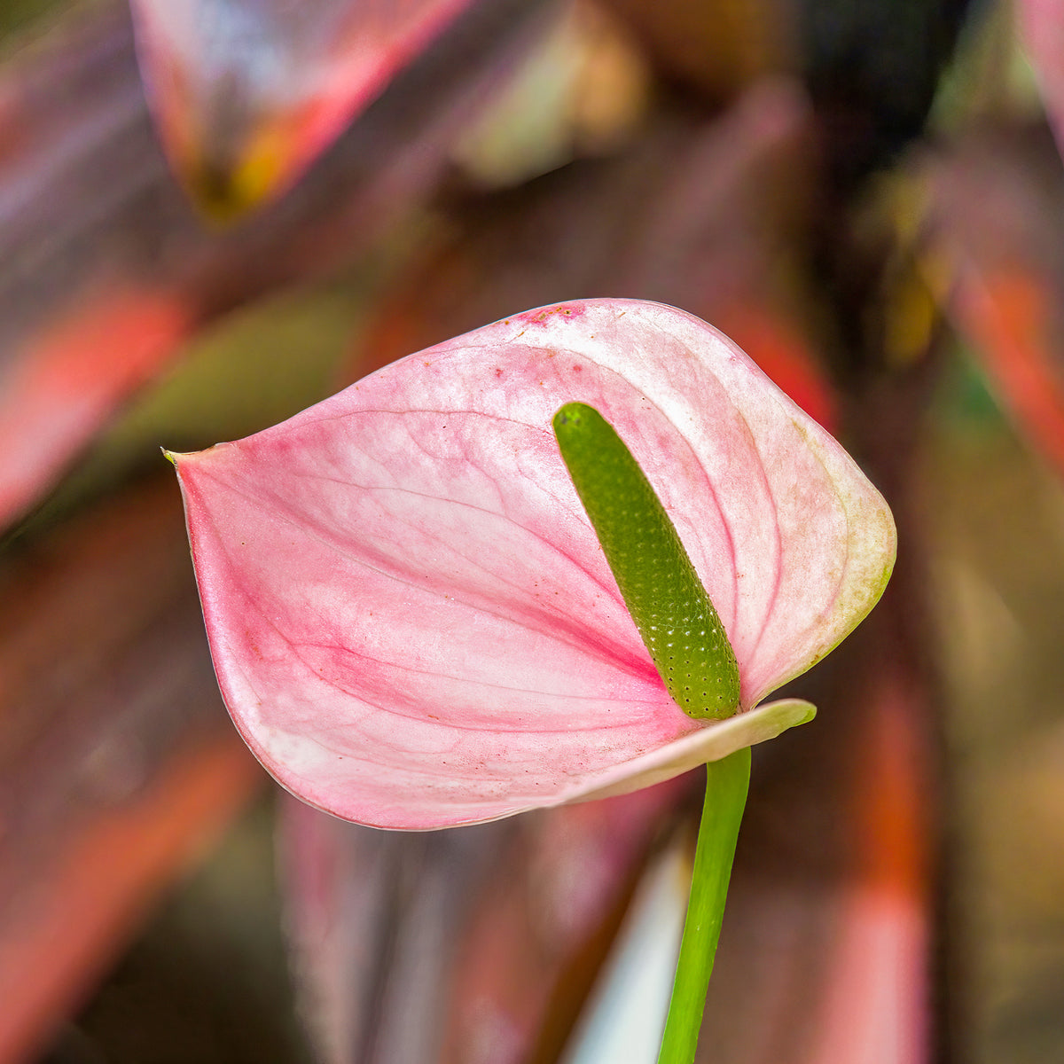 Anthurium andreanum Sweet Dream - Roze flamingoplant - Kamerplanten met bloemen