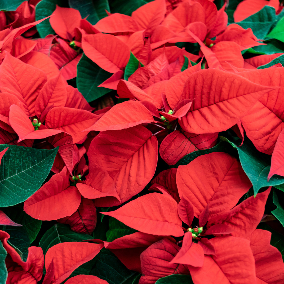 Rode kerstster - Euphorbia pulcherrima red - Bakker