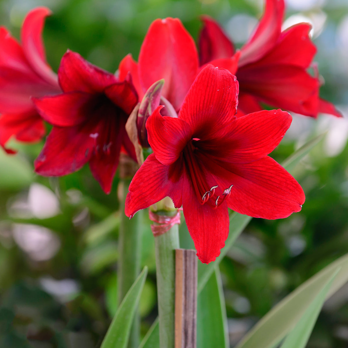 Wax Amaryllis - Wax Amaryllis Gloss X Mas Red - Amaryllis Gloss X Mas Red