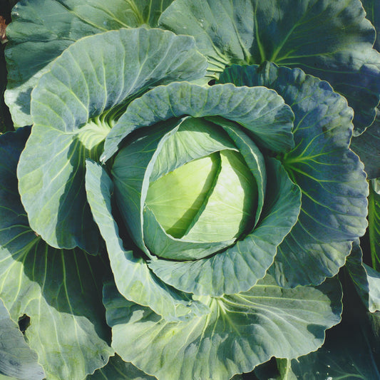 Kool 'Vestri F1' - Bakker