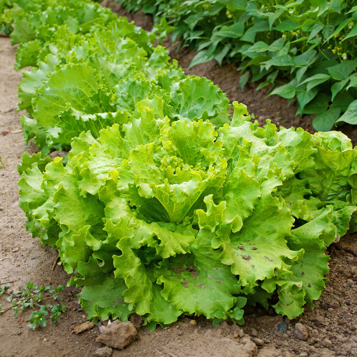 Slazaden - Kropsla 'Blonde de Paris' - Lactuca sativa capitata blonde de paris