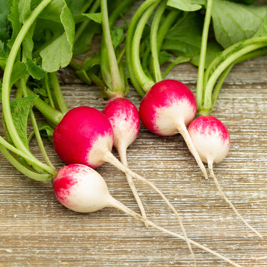 Radijs 'National 3' - Bakker