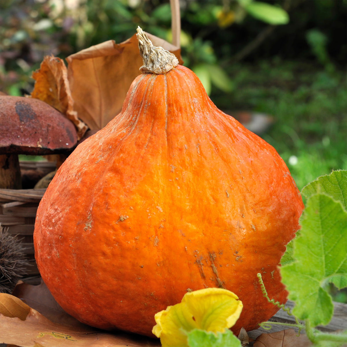 Reuzenpompoen 'Potimarron' - Cucurbita maxima Potimarron - Bakker