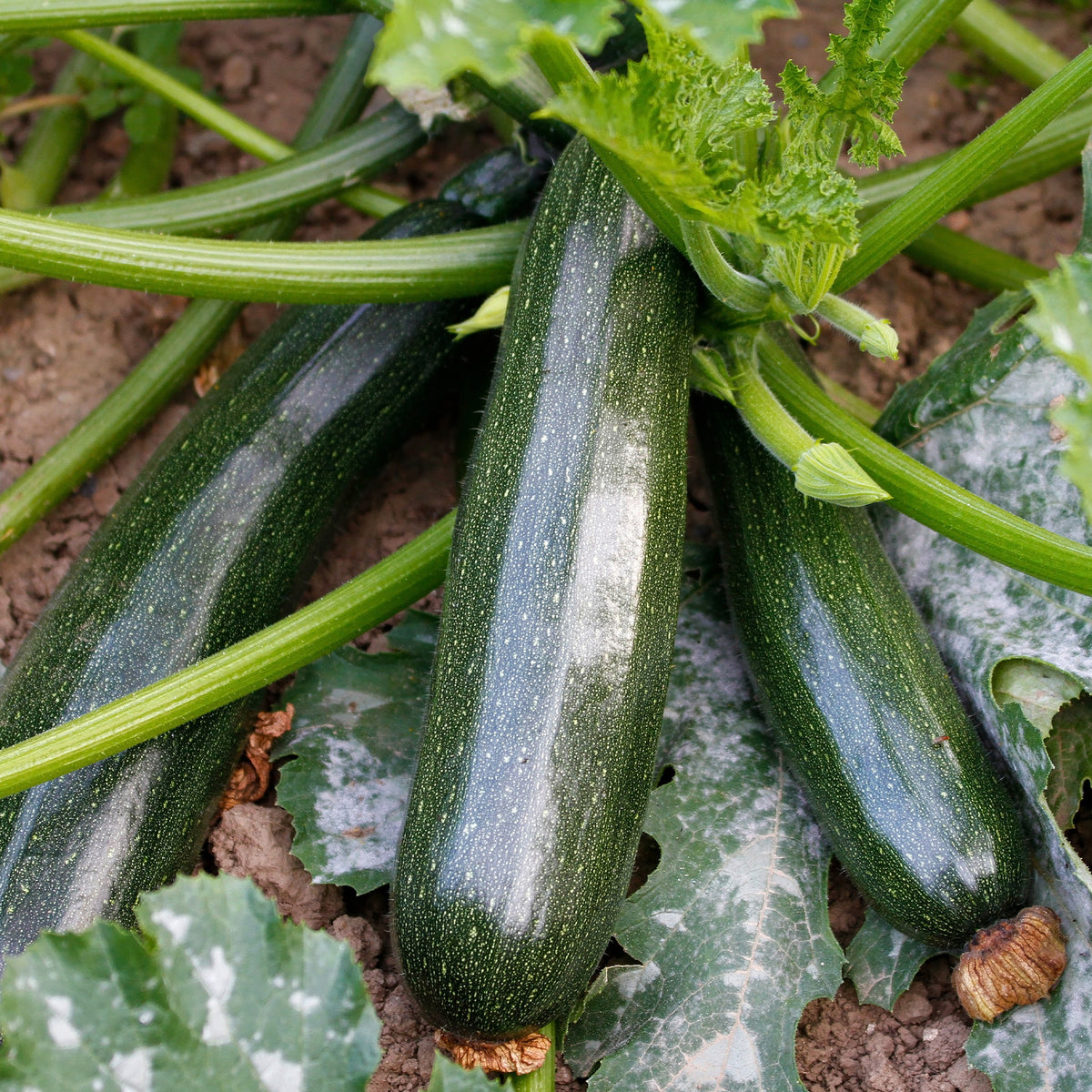 Courgette 'Black Beauty' - Cucurbita pepo black beauty - Bakker