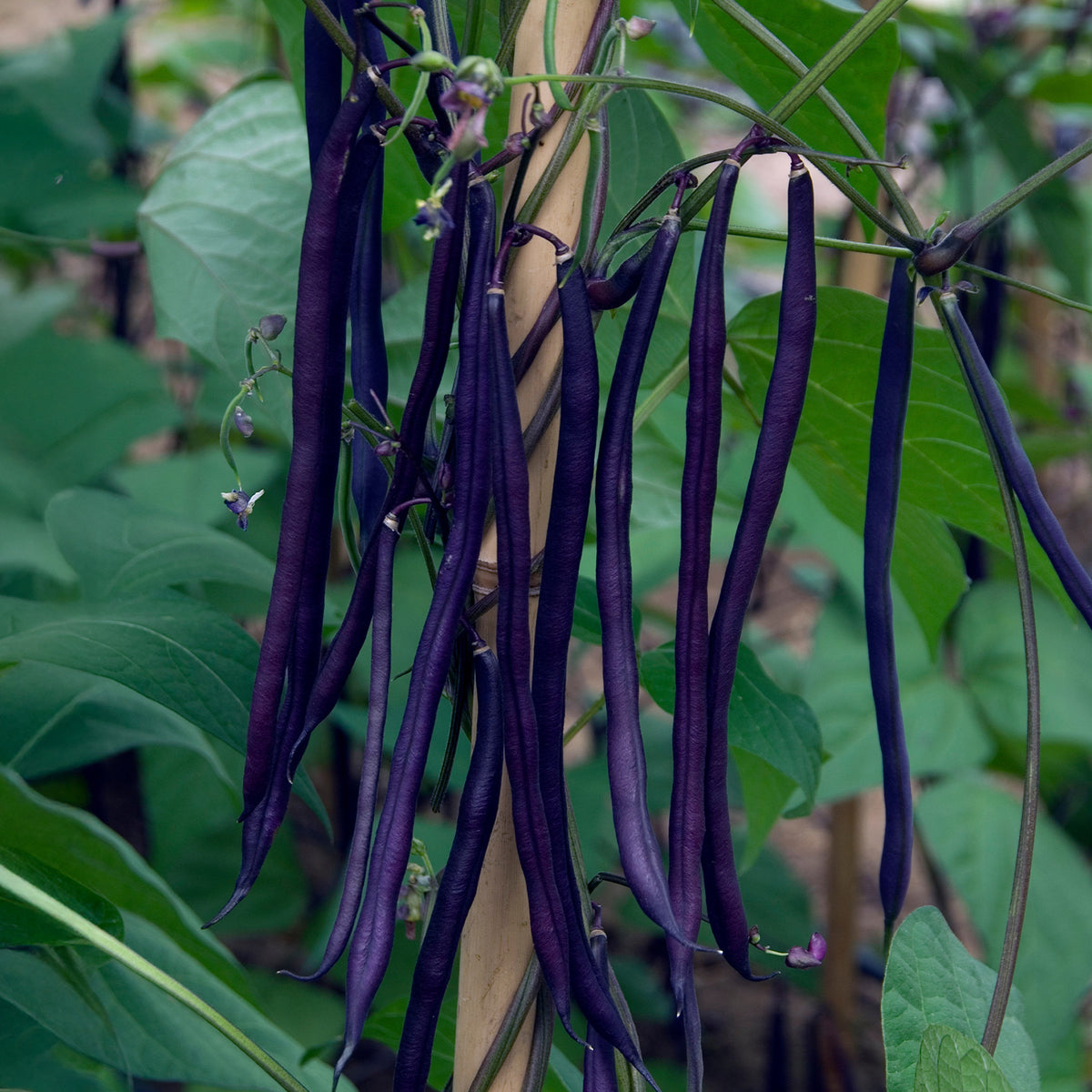 Phaseolus vulgaris - Paarse sperzieboon - Bonenzaden