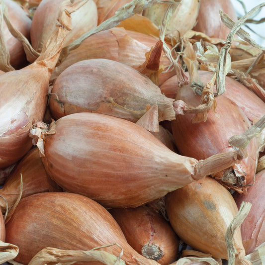 Sjalot 'Jermor' - Bakker