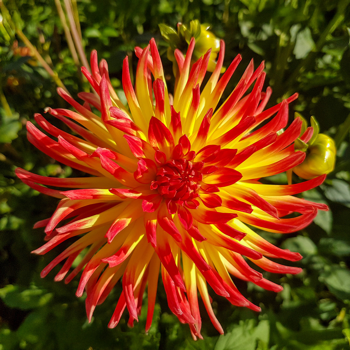Dahlia - Cactus Dahlia 'Firebird' (x3) - Dahlia cactus oiseau de feu
