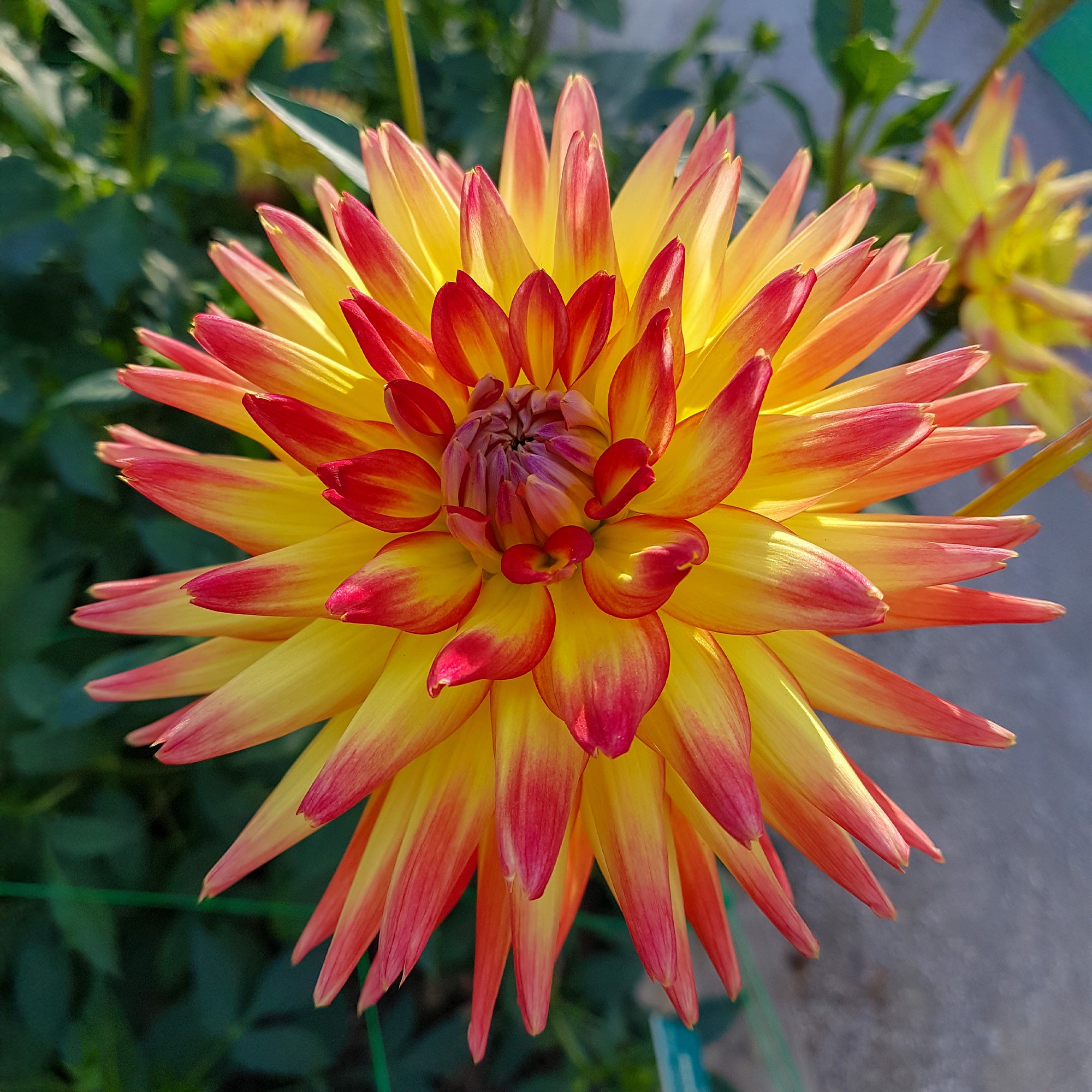 Bloembollen Cactus Dahlia 'Firebird' (x3) - Dahlia cactus oiseau