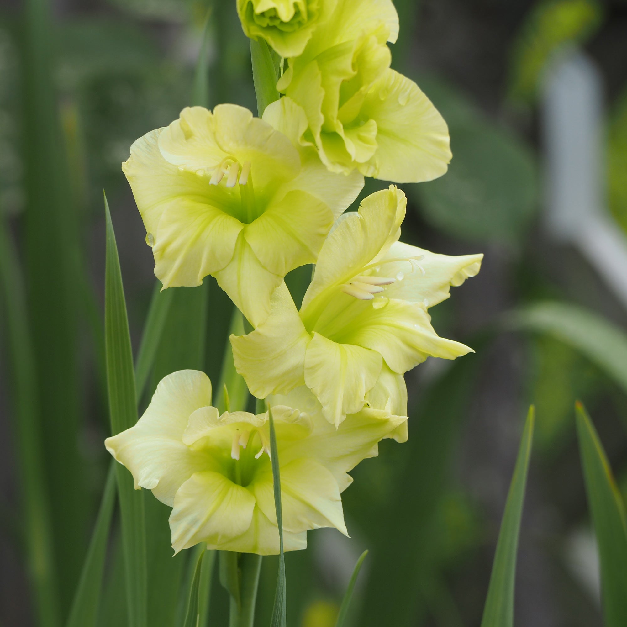 Bloembollen Gladiool Dingadong (x25) - Gladiolus Dingadong