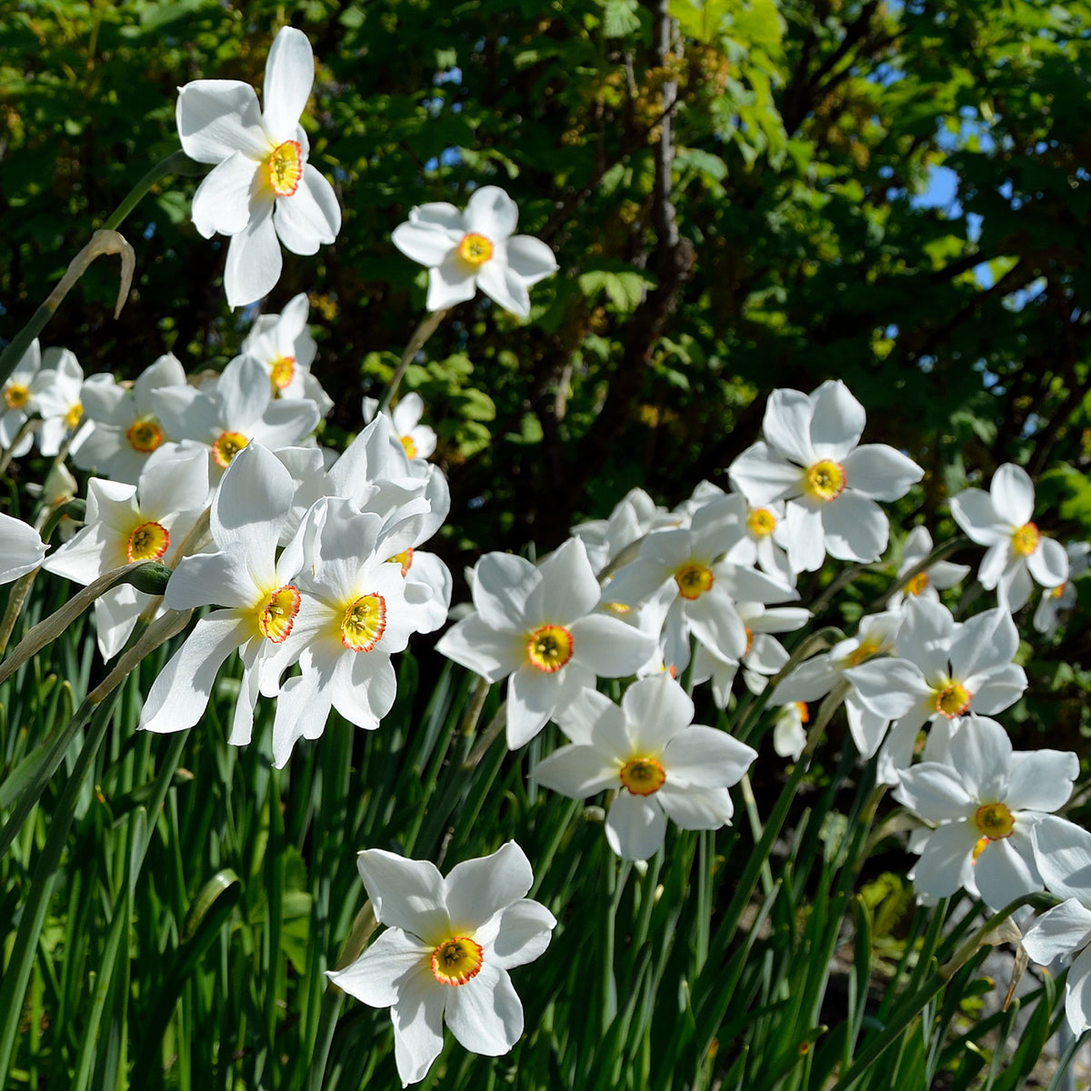 Narcissus poeticus Actea - Narcissen poeticus 'Actea' (x10) - Narcissen