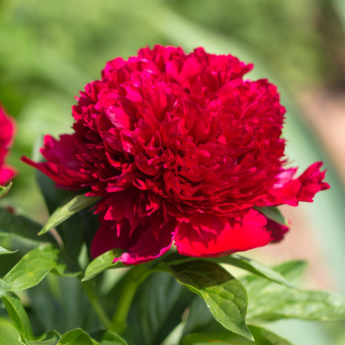 Pioenroos 'Red Charm' - Paeonia lactiflora x Red Charm - Bakker