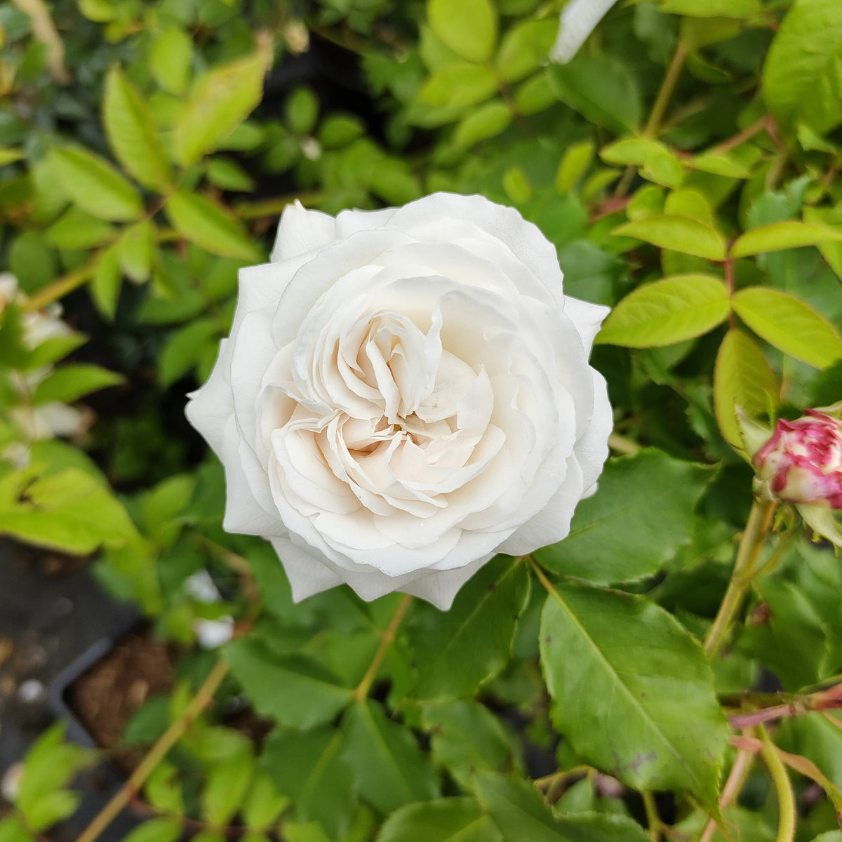 Rosa rugosa hansa , boule de neige - Collectie van 2 botanische rozen (x2) - Rozen - Naakte wortels