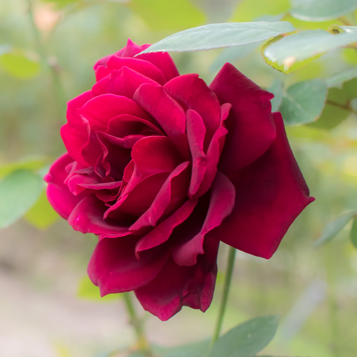 Roos 'Oklahoma' - Rosa oklahoma - Bakker