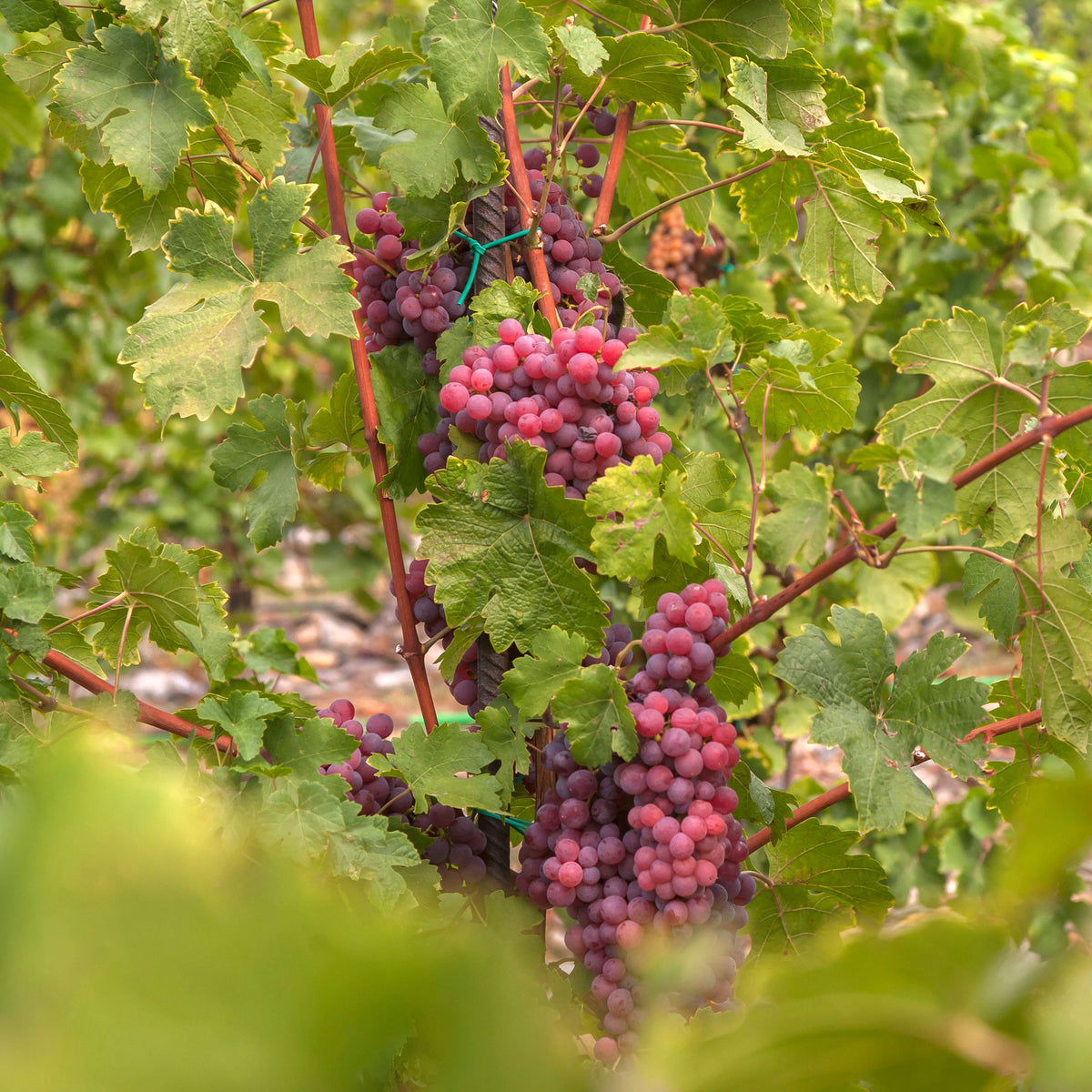 Druif 'Chasselas Rosé' - Bakker