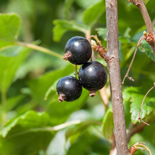 Zwarte bes 'Andega' - Bakker